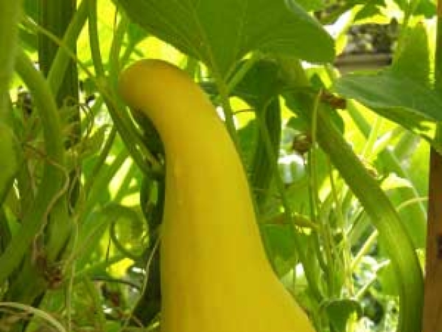 Squash (Summer)