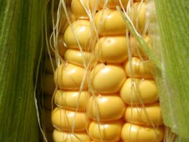 Sweetcorn
