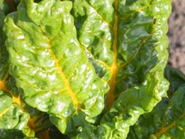 Swiss Chard