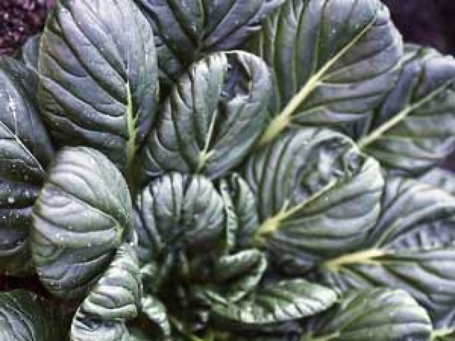 Tatsoi