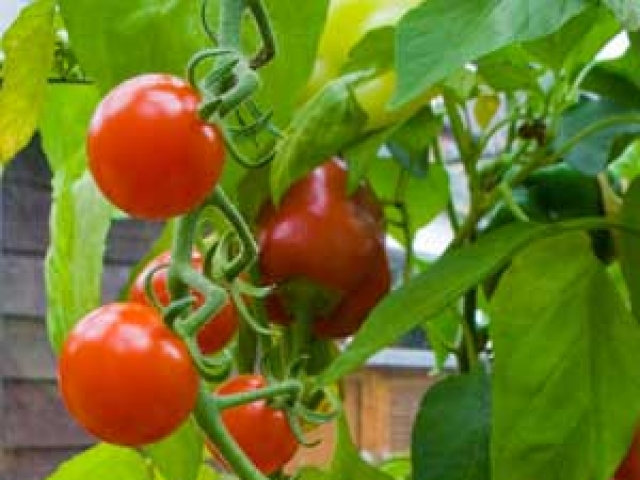 Tomato (Cherry)