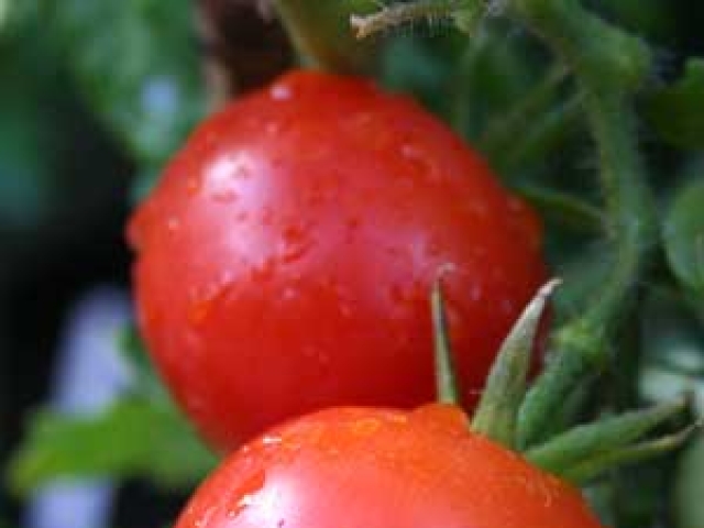 Tomato (Regular)