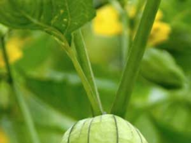 Tomatillo