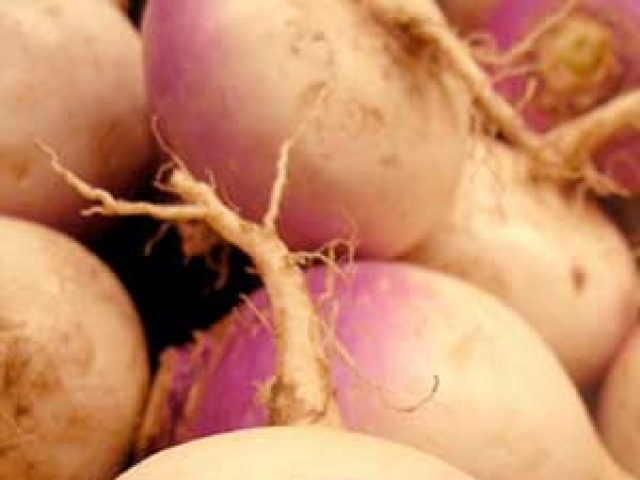 Turnip