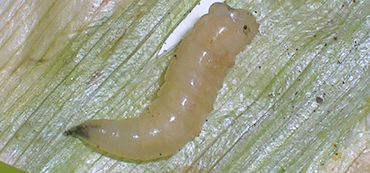 Allium Leaf Miner - Image 4