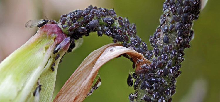 Aphid, Black Bean - Image 5