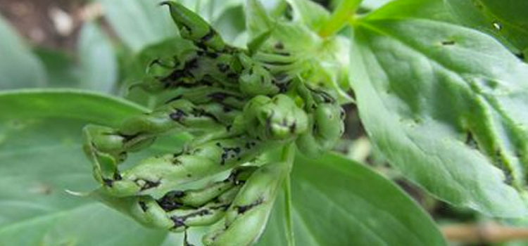 Aphid, Black Bean - Image 3