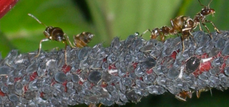 Aphid, Black Bean - Image 2