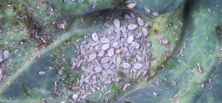 Aphid, Cabbage - Image 5