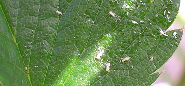 Aphids (General) - Image 5