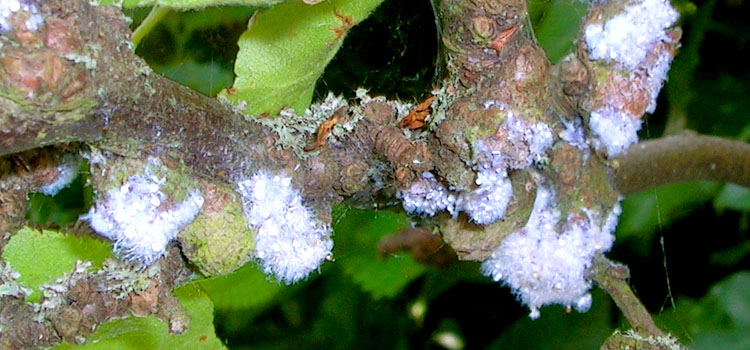Aphid, Woolly - Image 3