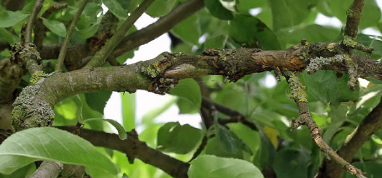 Aphid, Woolly - Image 4