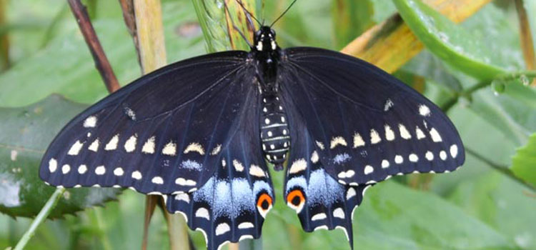 Butterfly - Image 1