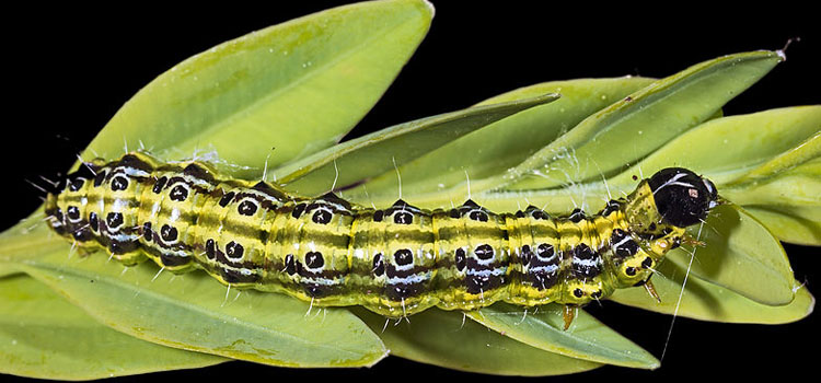 Box Tree Moth - Image 2