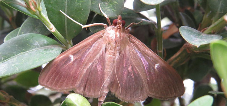 Box Tree Moth - Image 4
