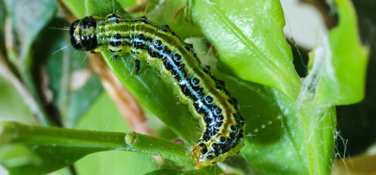 Box Tree Moth - Image 1