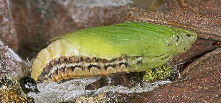 Box Tree Moth - Image 5