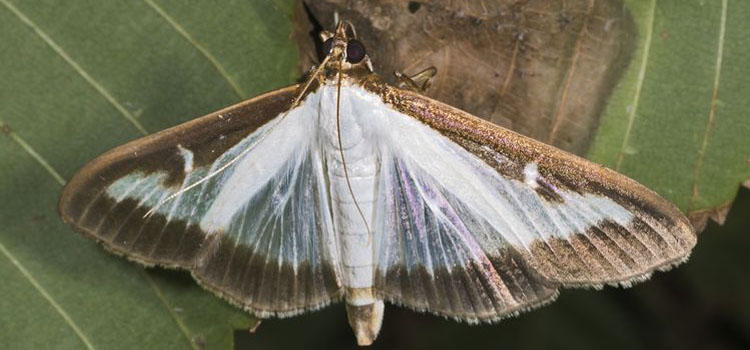 Box Tree Moth - Image 3