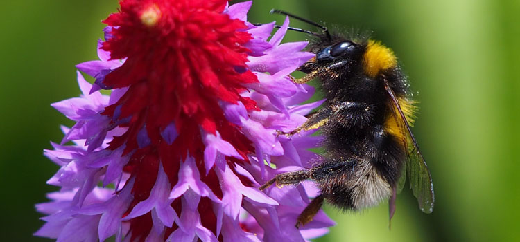 Bumble Bee - Image 6