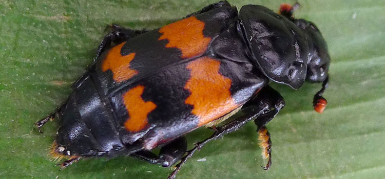 Burying Beetle - Image 2