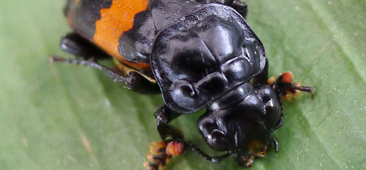 Burying Beetle - Image 1