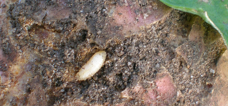 Cabbage Root Fly - Image 1