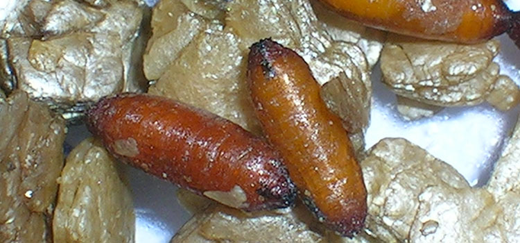 Cabbage Root Fly - Image 3