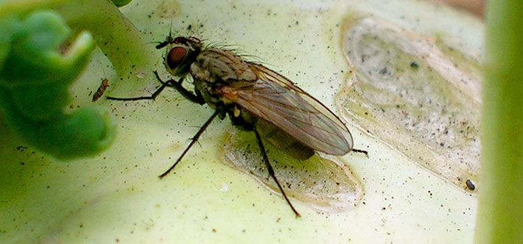 Cabbage Root Fly - Image 2