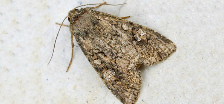 Cabbage Moth - Image 3