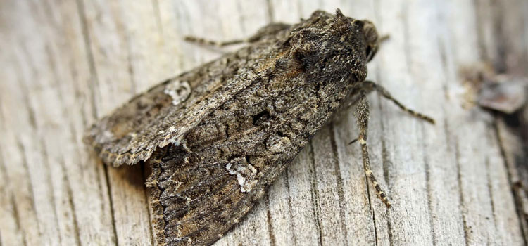 Cabbage Moth - Image 1