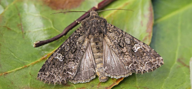 Cabbage Moth - Image 4
