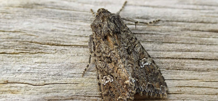 Cabbage Moth - Image 2