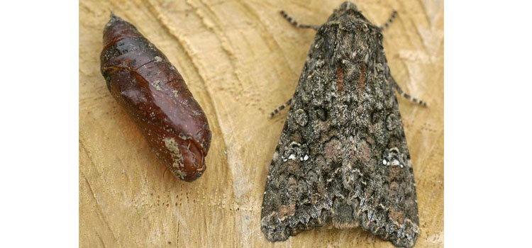 Cabbage Moth - Image 5