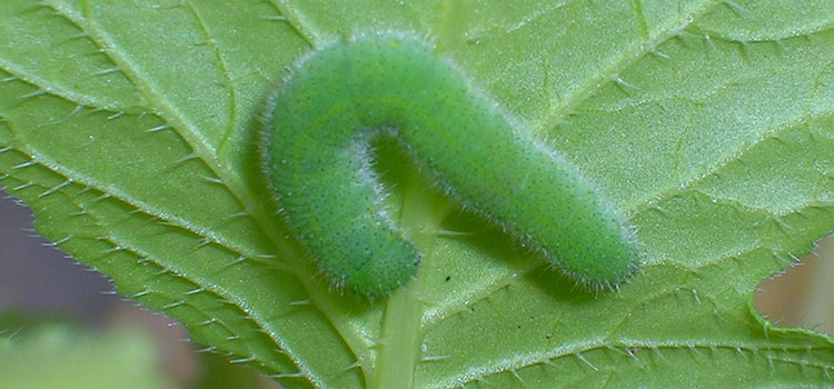 Cabbage White Butterfly - Image 3