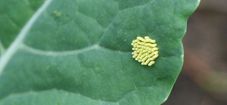 Cabbage White Butterfly - Image 1