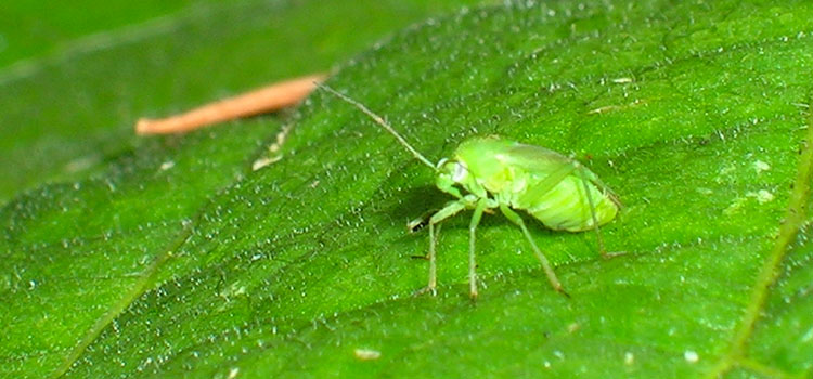Capsid Bug - Image 3