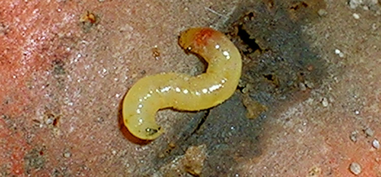 Carrot Root Fly - Image 5