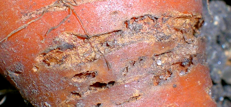 Carrot Root Fly - Image 2