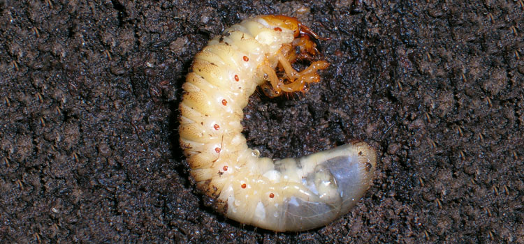 Chafer (Cockchafer) - Image 2