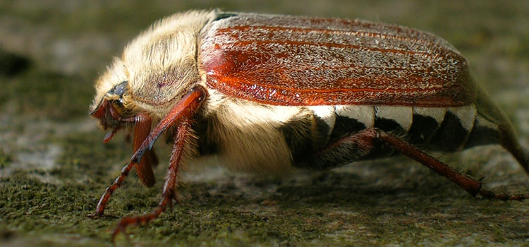 Chafer (Cockchafer) - Image 3