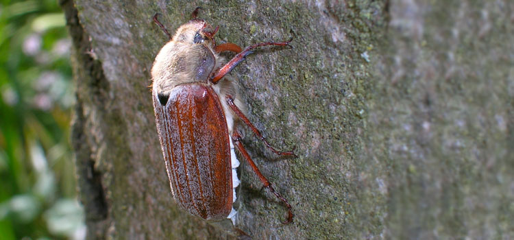 Chafer (Cockchafer) - Image 1