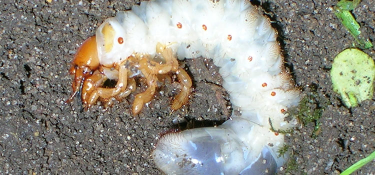 Chafer (Garden) - Image 1