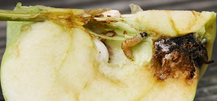 Codling Moth - Image 1