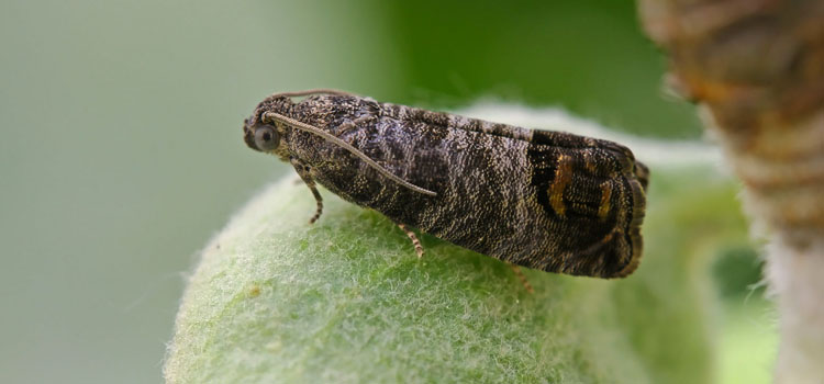 Codling Moth - Image 3