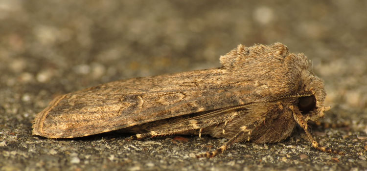 Cutworm - Image 1