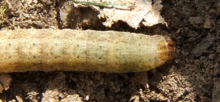 Cutworm - Image 4