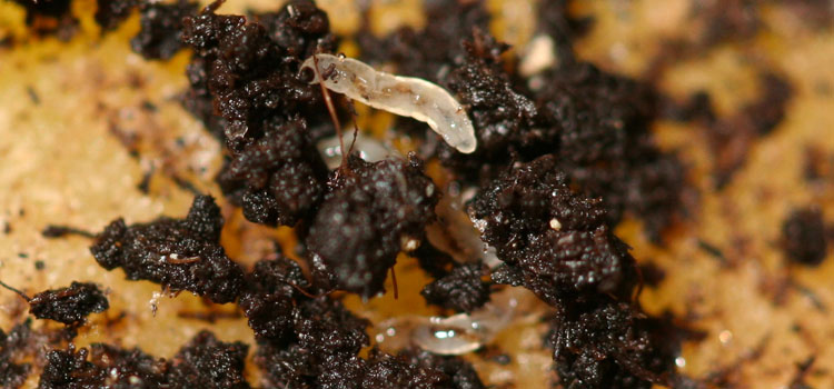 Fungus Gnat - Image 2