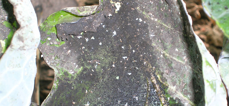 Greenhouse Whitefly - Image 5