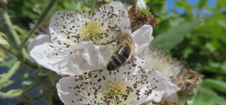 Honeybee - Image 2