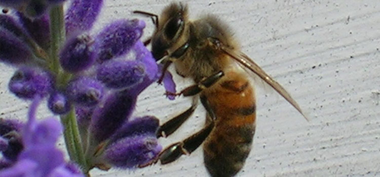 Honeybee - Image 4